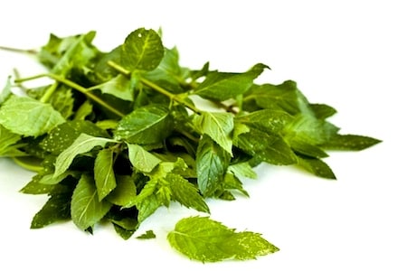 How to Make Mint Tea on http://www.theculinarylife.com