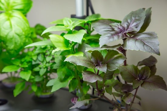 Green Pesto Salad with Fresh Mozzarella, + the AeroGarden table-top gardening system on http://www.theculinarylife.com