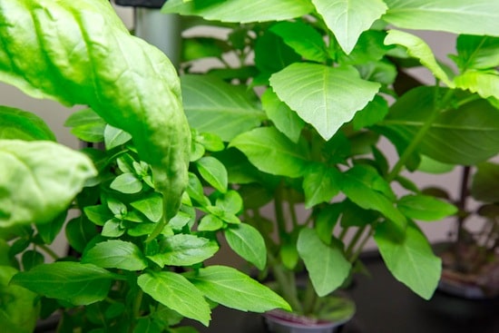 Green Pesto Salad with Fresh Mozzarella and AeroGarden on http://www.theculinarylife.com