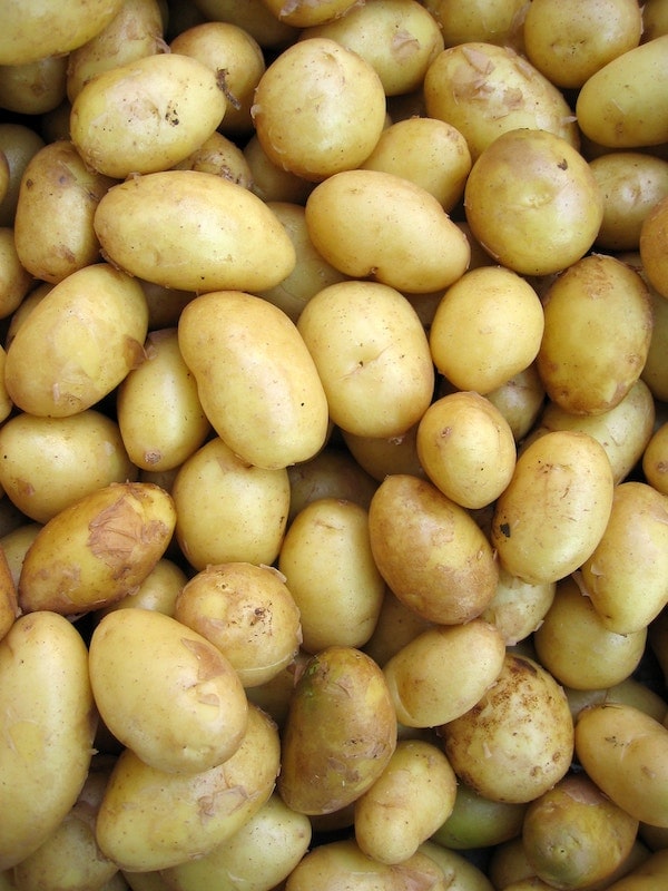 Yukon gold potatoes